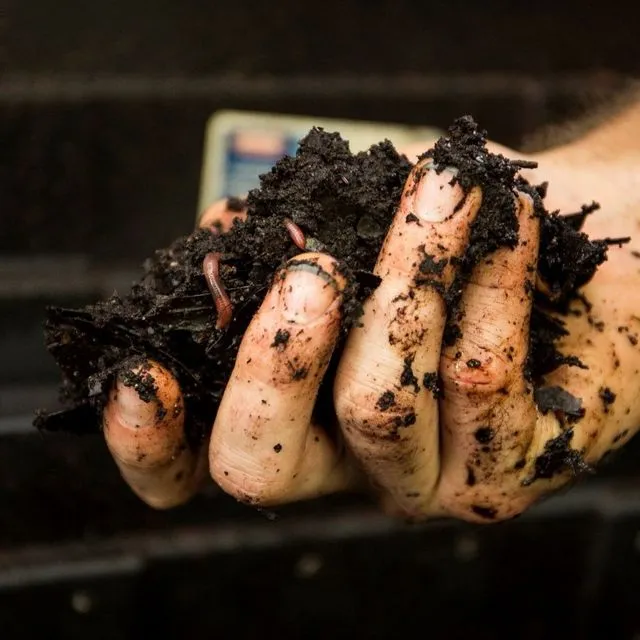 thumbnail for publication: Composting Horse Manure on Small Farms: Managing Your Compost